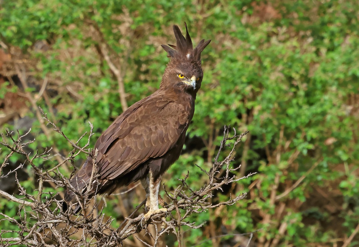 Long-crested Eagle - ML643667492
