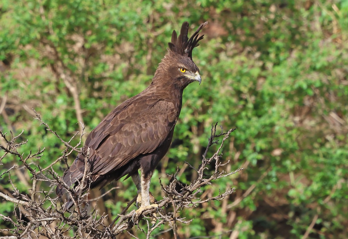 Long-crested Eagle - ML643667493