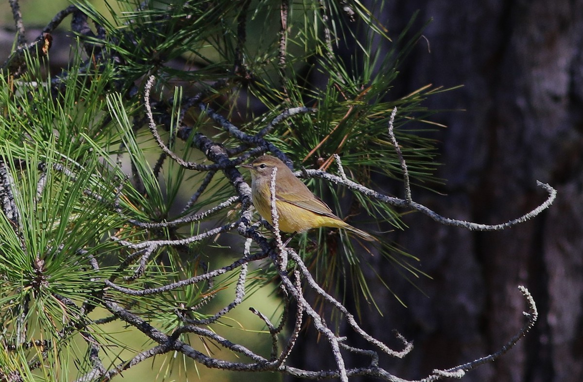 Palm Warbler - ML643667498