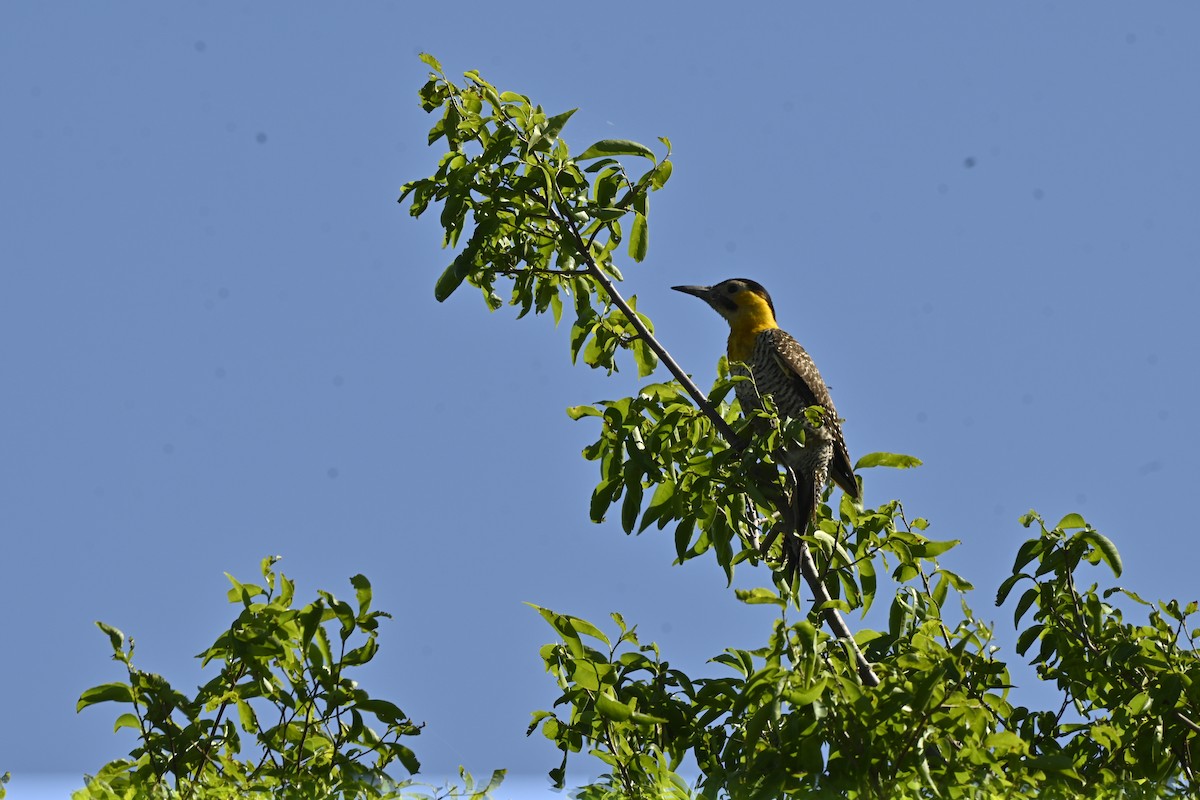 Campo Flicker - ML643667499