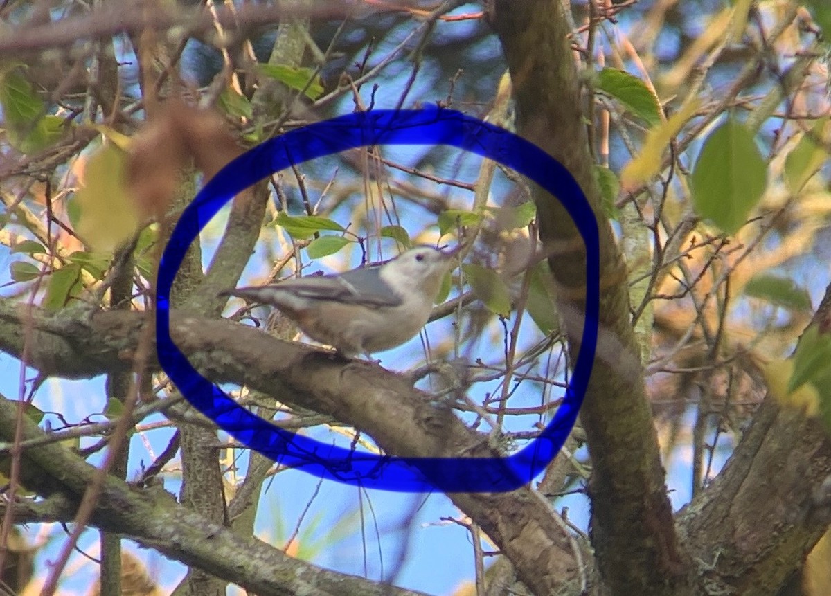 White-breasted Nuthatch - ML643667502