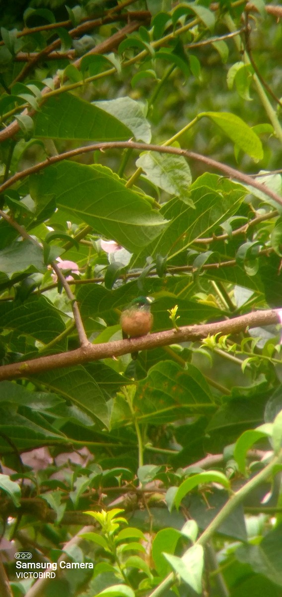 Long-tailed Sylph - ML643667503