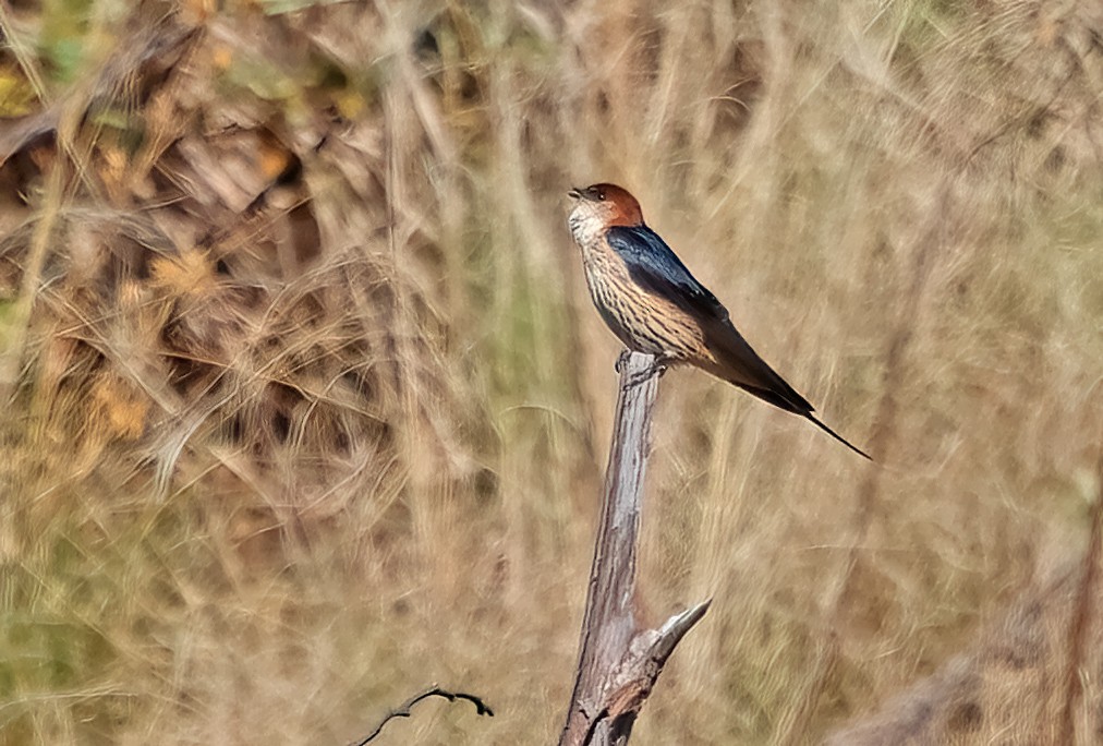 Greater Striped Swallow - ML643667505