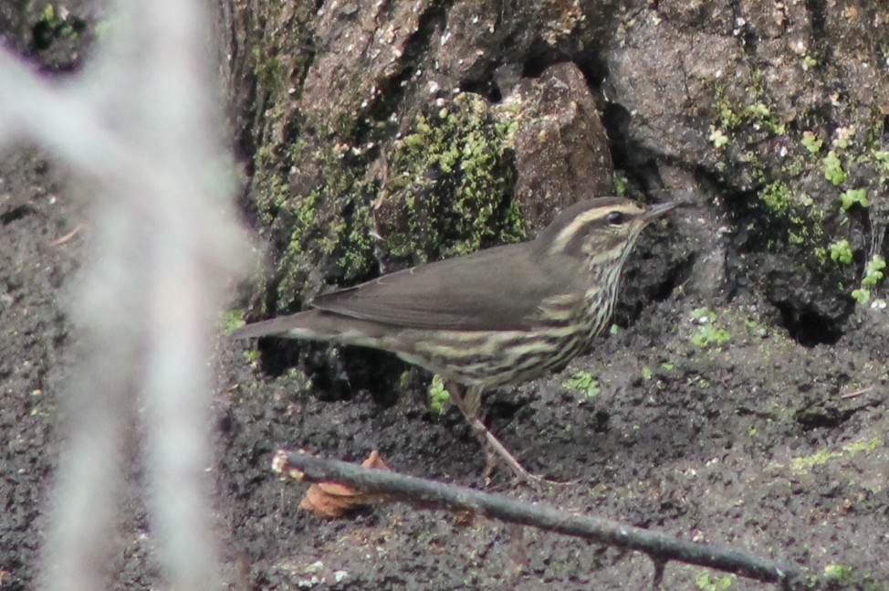 Northern Waterthrush - ML643667543