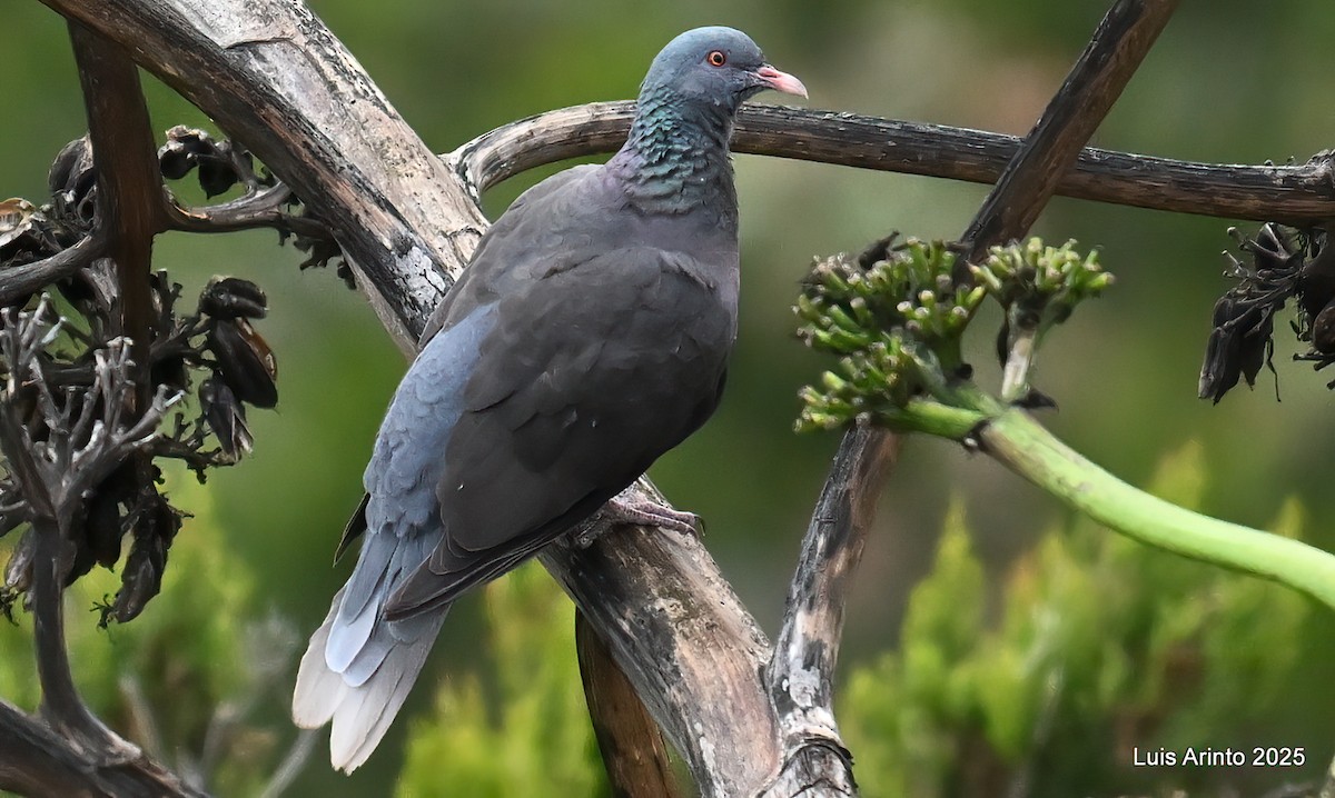 Laurel Pigeon - ML643667544