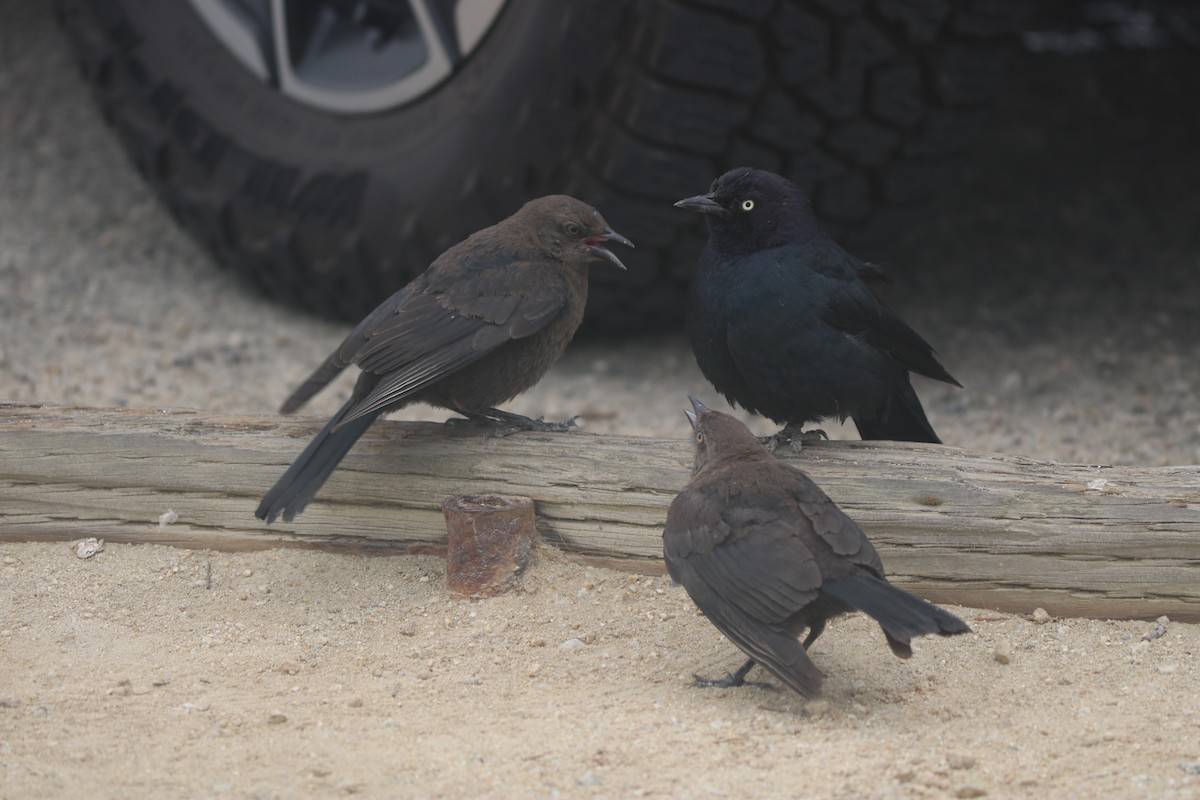 Brewer's Blackbird - ML643667548