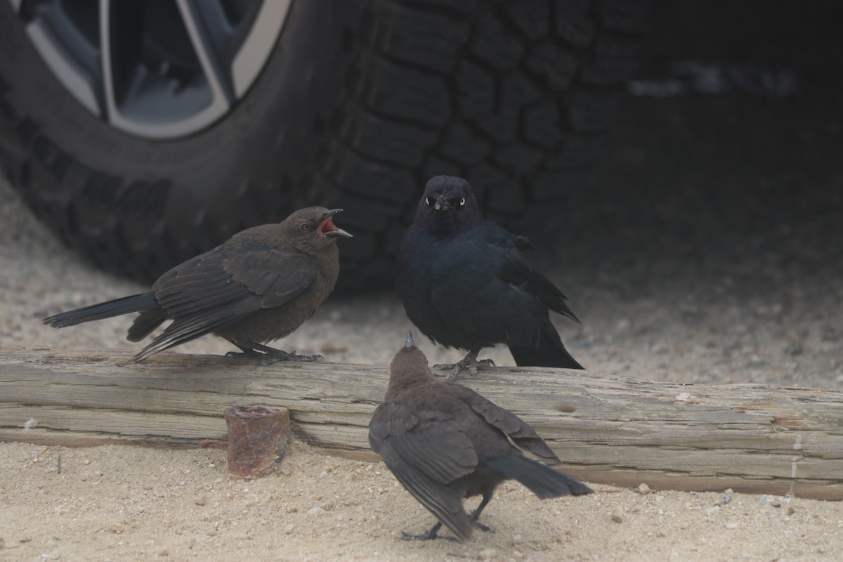 Brewer's Blackbird - ML643667573