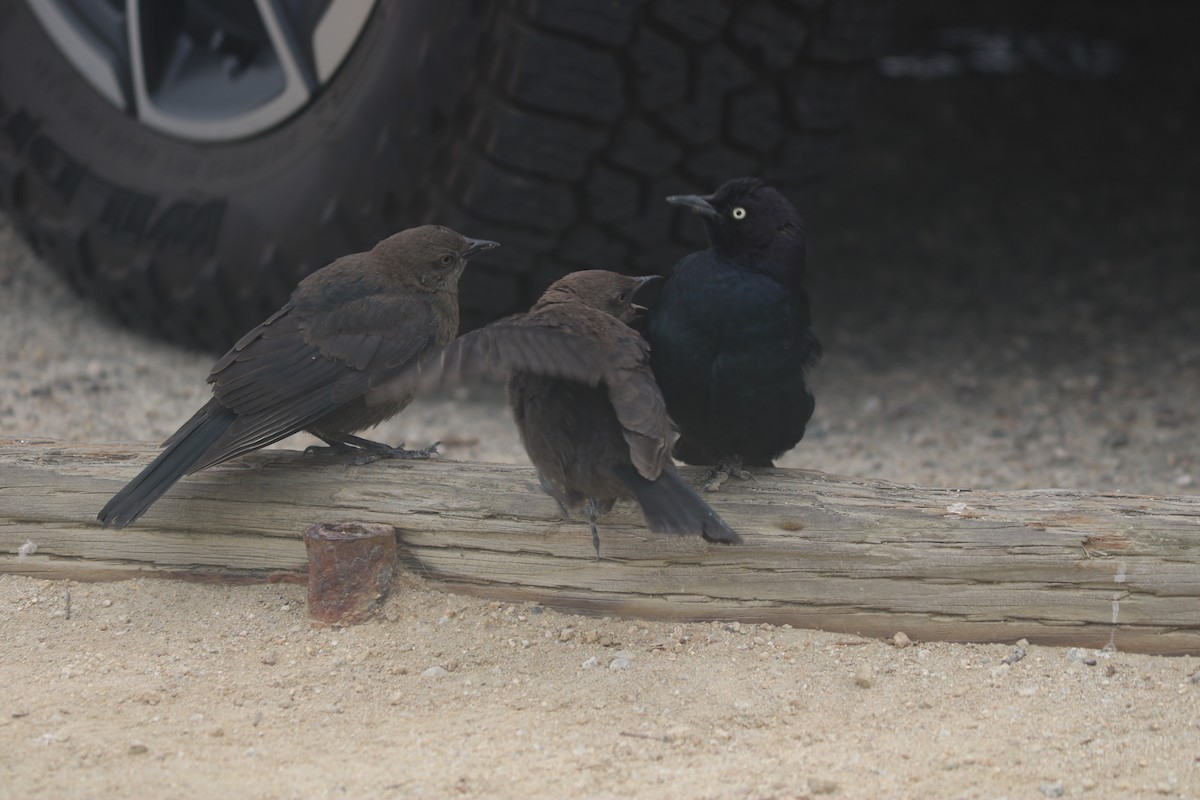 Brewer's Blackbird - ML643667576
