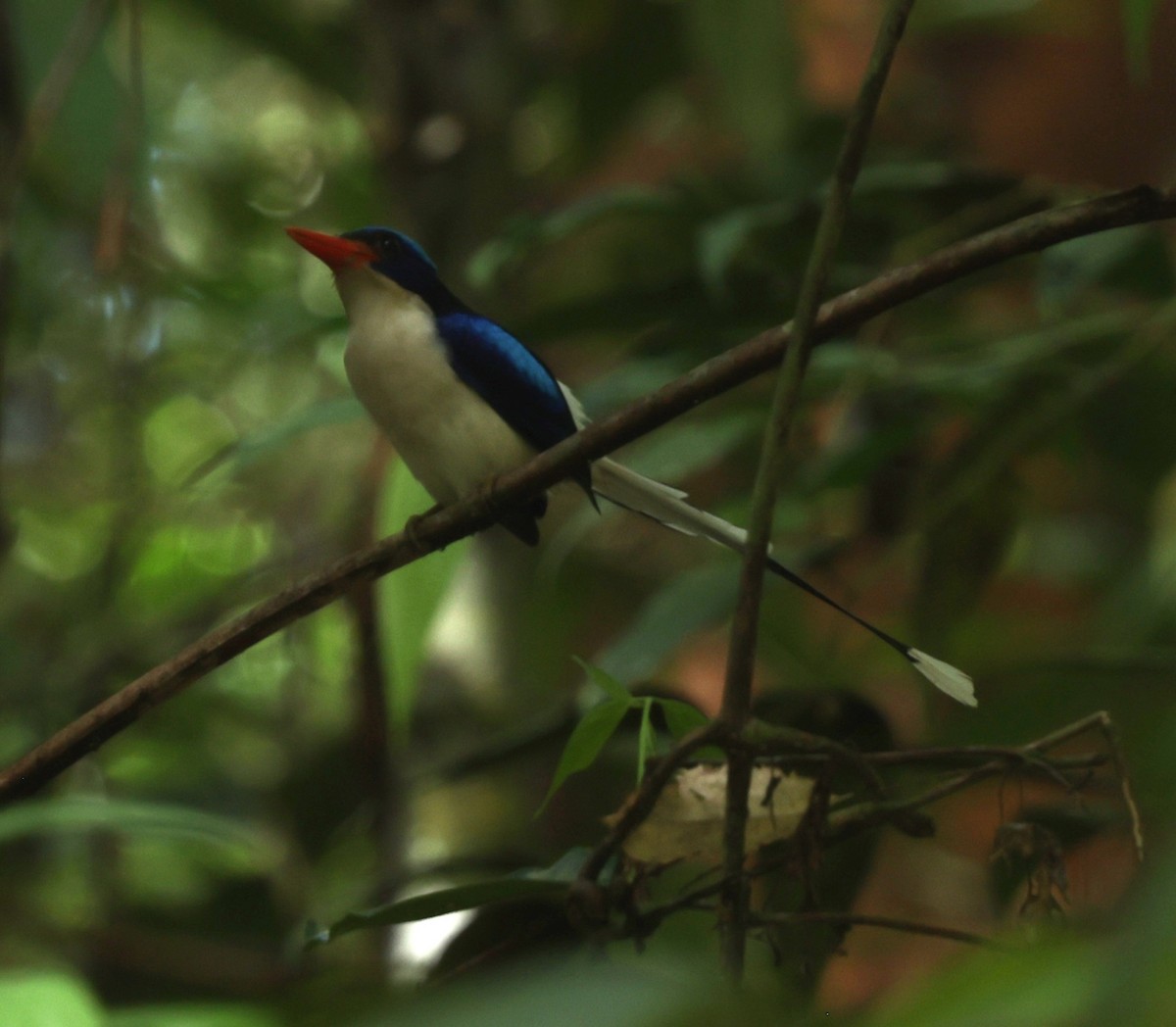 Common Paradise-Kingfisher - ML643667577