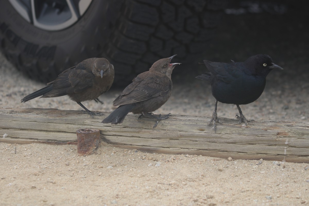 Quiscale de Brewer - ML643667579