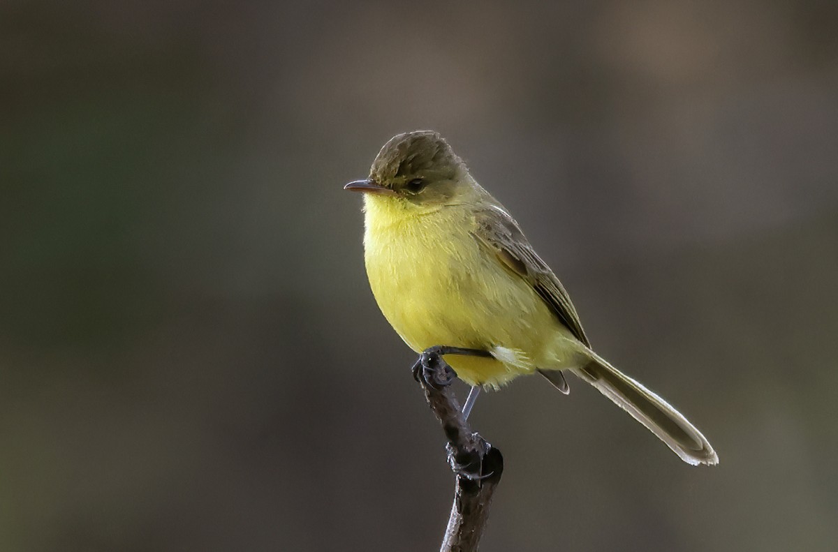 African Yellow-Warbler - ML643667581