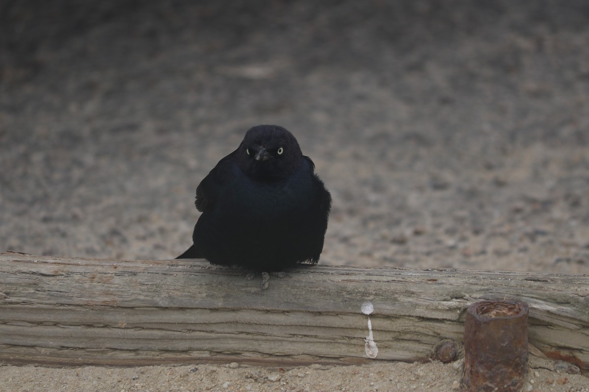 Quiscale de Brewer - ML643667585