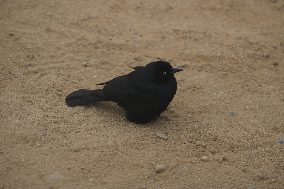 Quiscale de Brewer - ML643667586