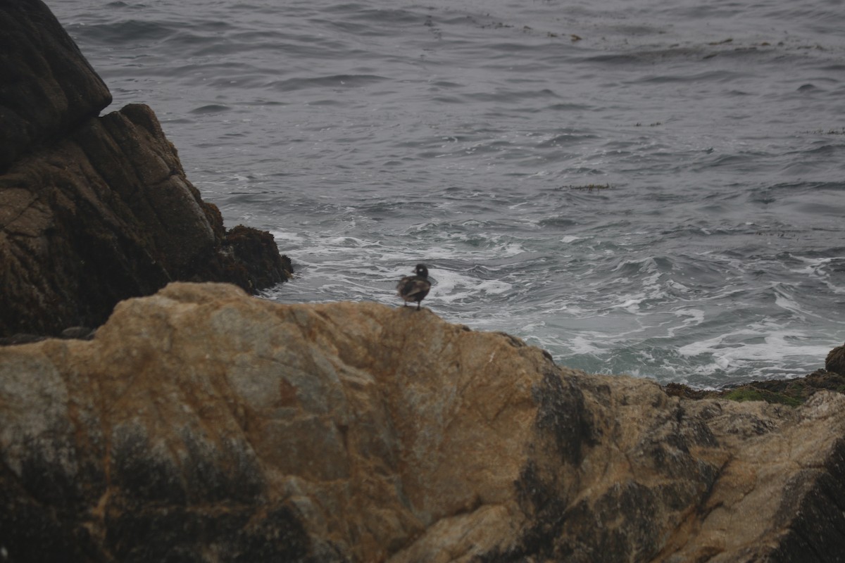 Arlequin plongeur - ML643667592