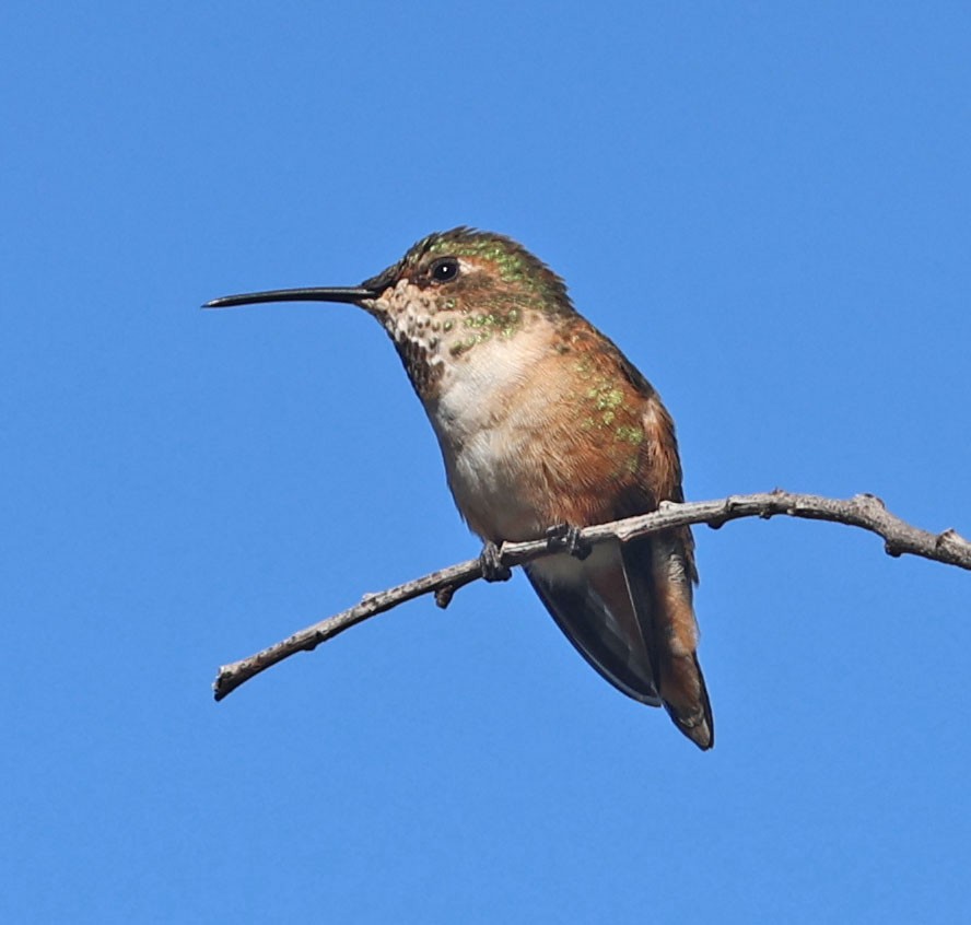 Allen's Hummingbird - ML643667598