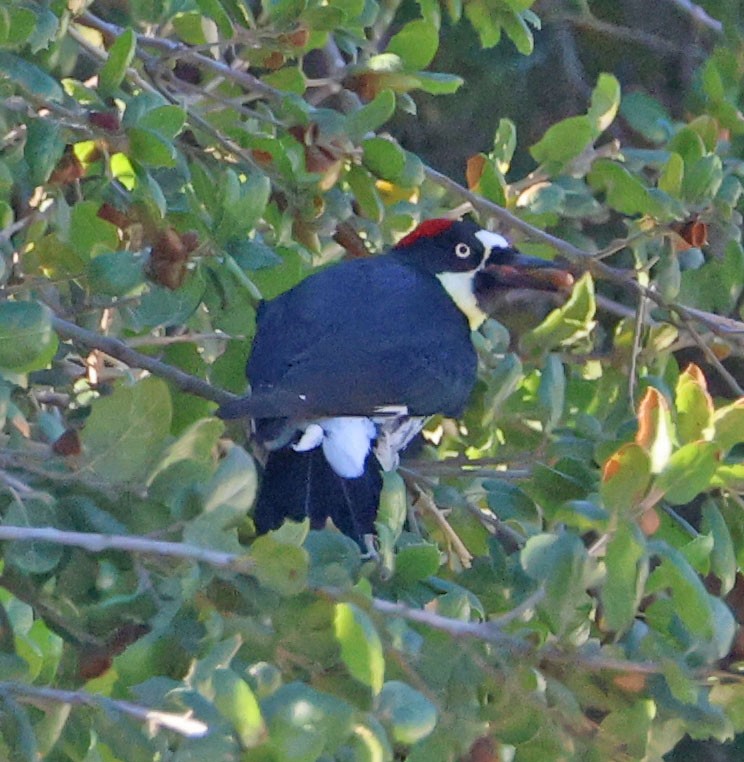 Acorn Woodpecker - ML643667611