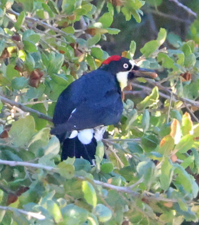Acorn Woodpecker - ML643667612