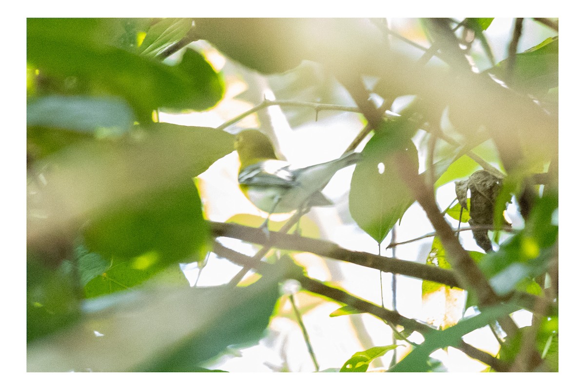 Yellow-throated Vireo - ML643667614