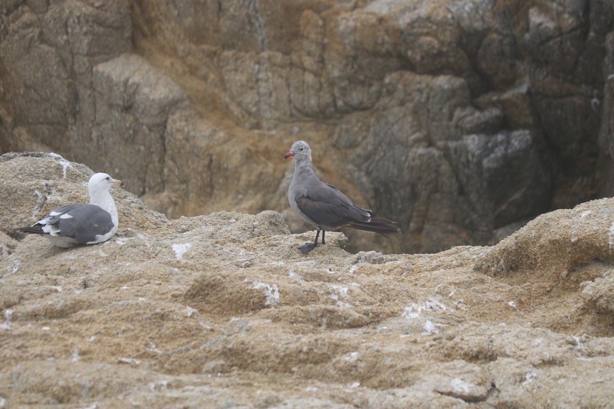 Goéland de Heermann - ML643667621