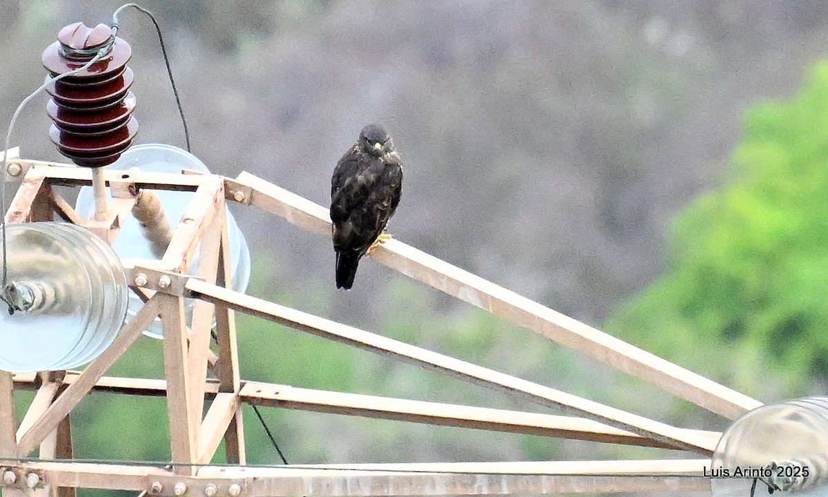 Common Buzzard (Canary Is.) - ML643667625