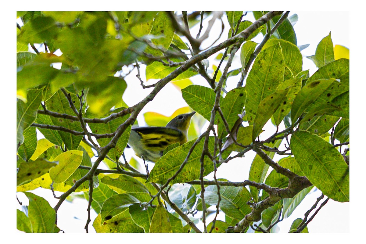 Magnolia Warbler - ML643667630