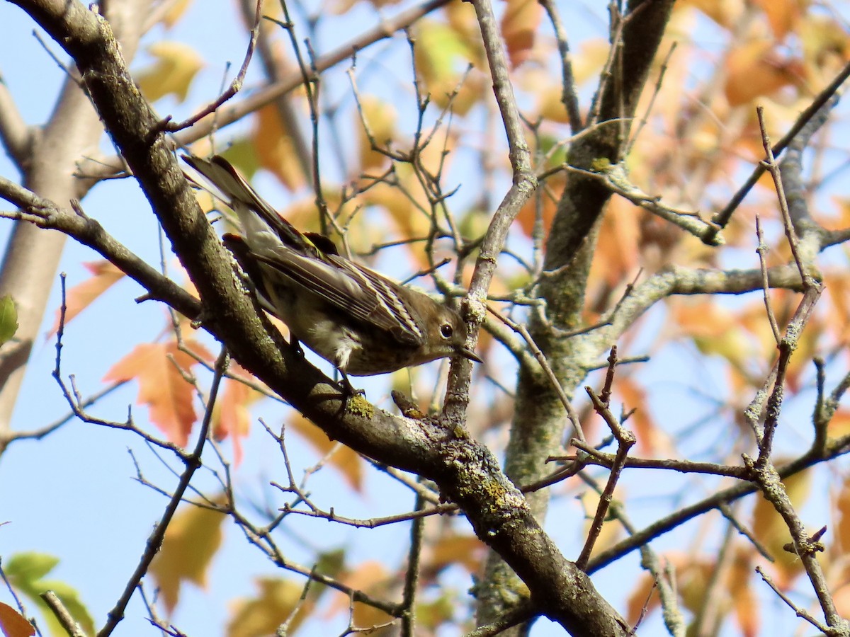 Yellow-rumped Warbler - ML643667633