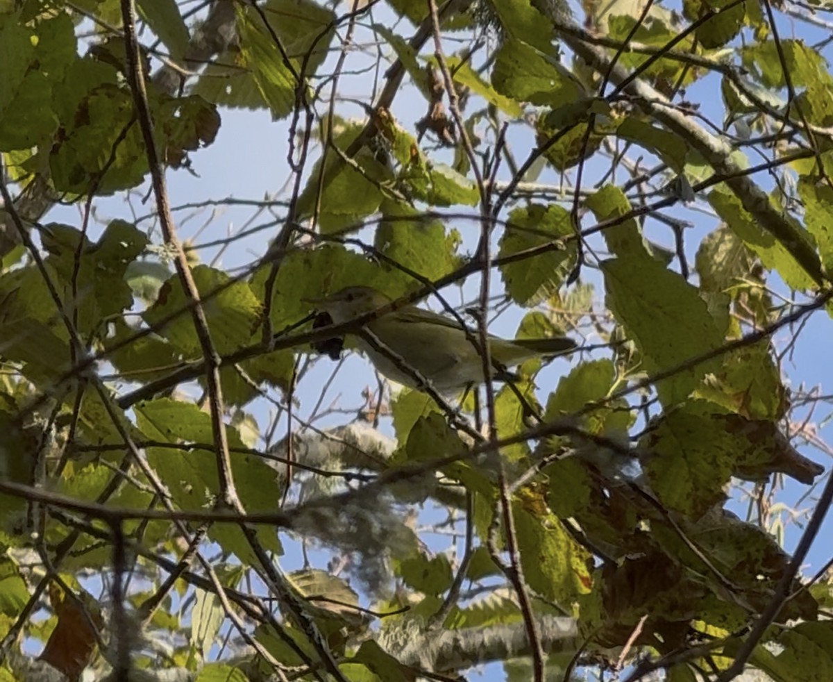 Yellow-green Vireo - ML643667634