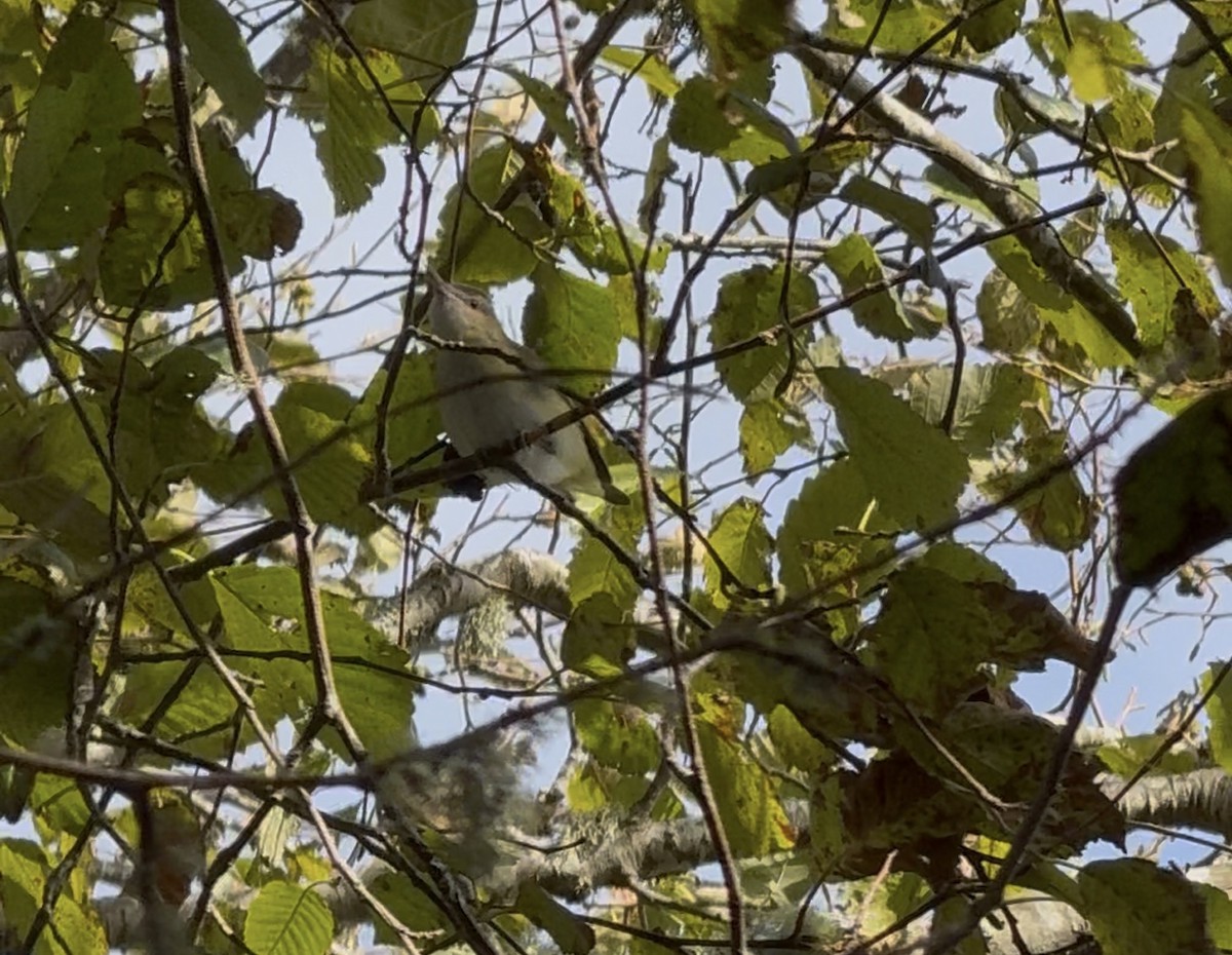 Yellow-green Vireo - ML643667635