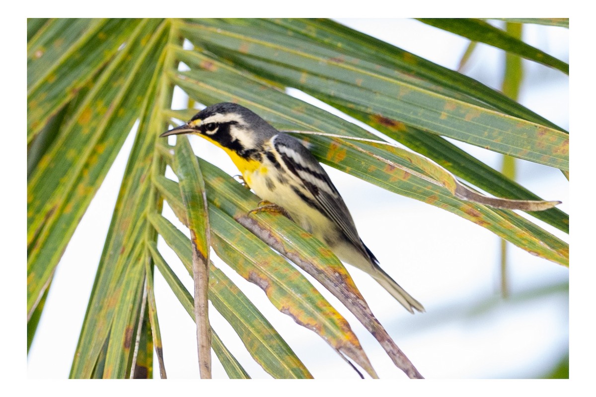 Yellow-throated Warbler - ML643667643