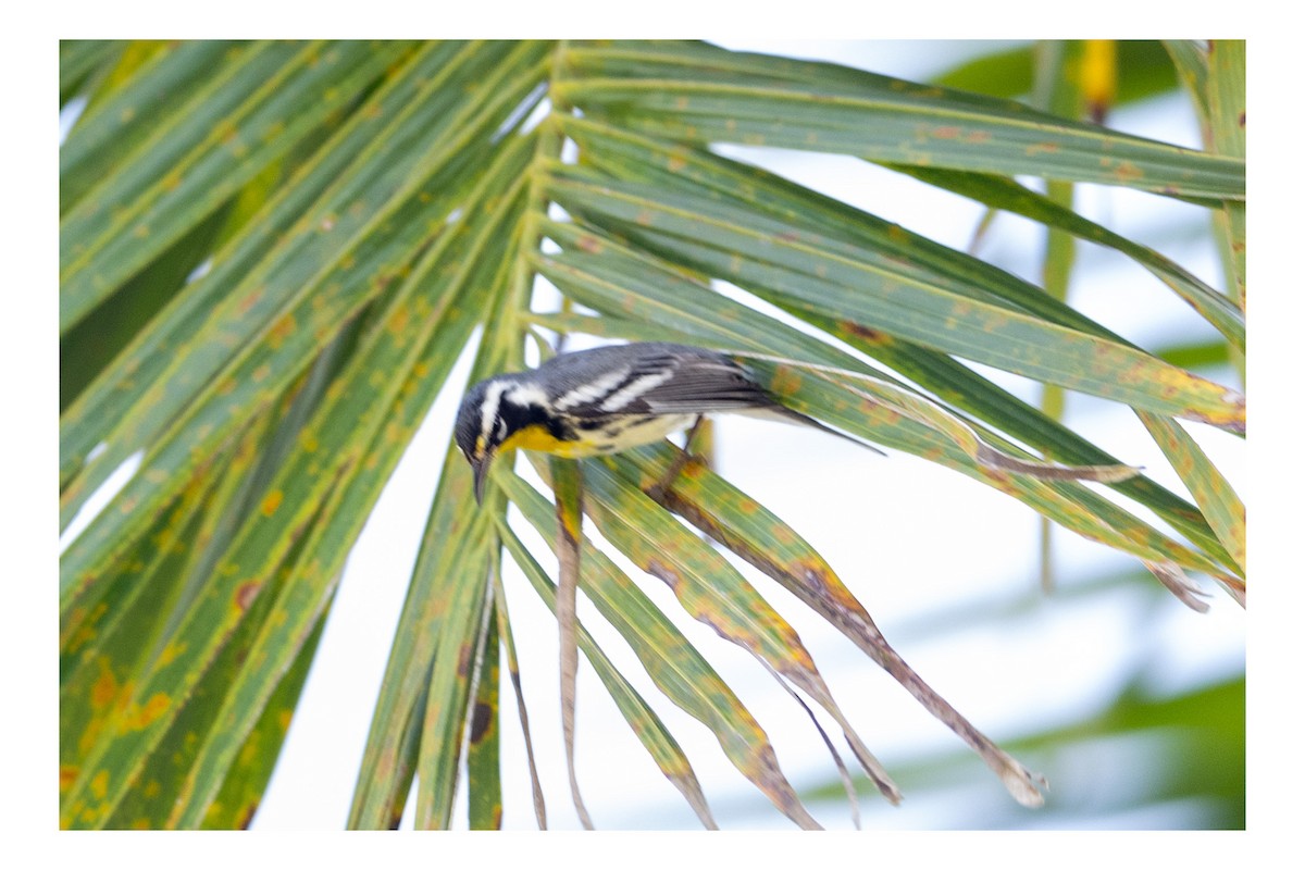 Yellow-throated Warbler - ML643667644