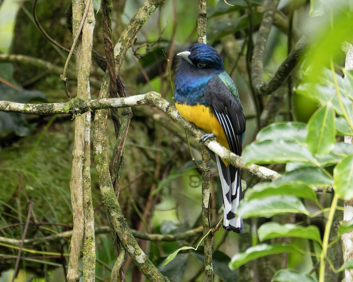 Green-backed Trogon - ML643667648