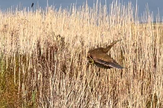American Bittern - ML643667650