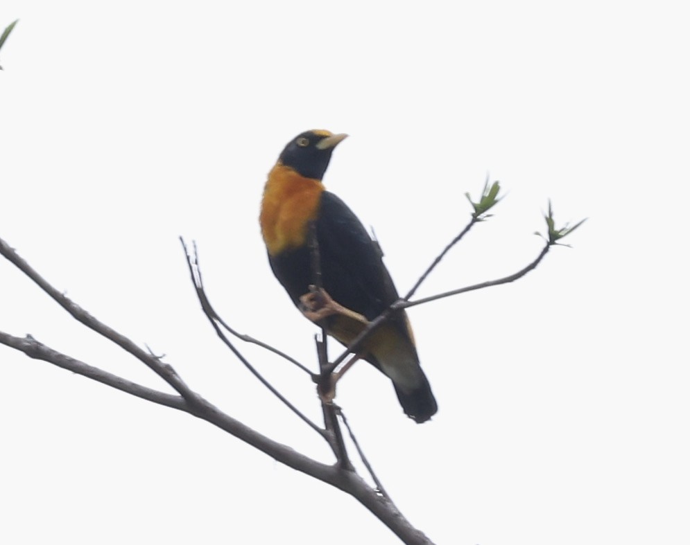 Golden Myna - ML643667653