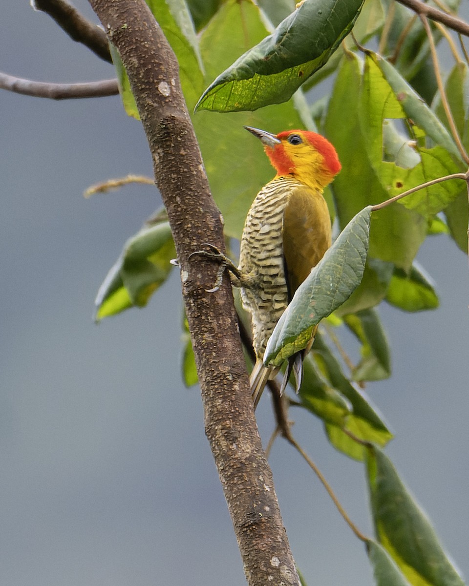 Yellow-throated Woodpecker - ML643667662