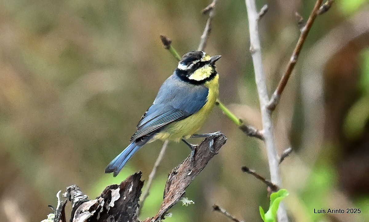 African Blue Tit - ML643667688