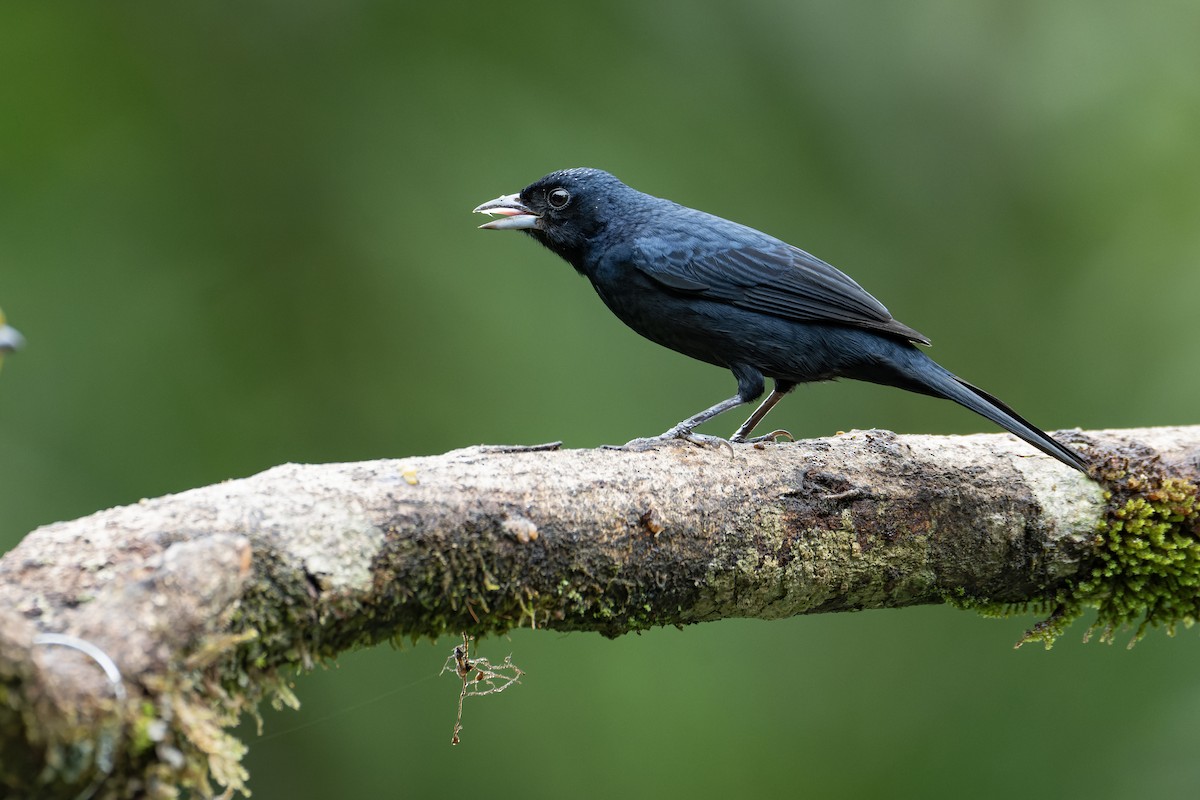 Ruby-crowned Tanager - ML643667694