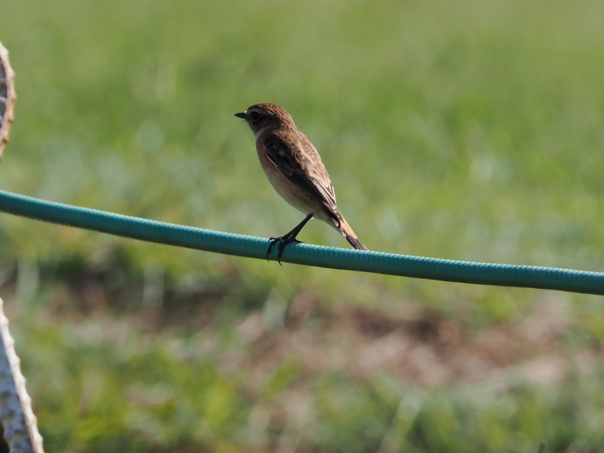 Amur Stonechat - ML643667696