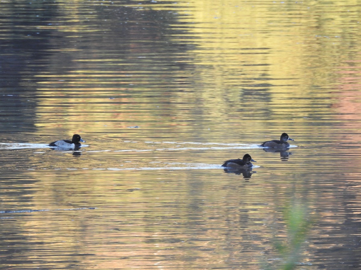 Ring-necked Duck - ML643667697