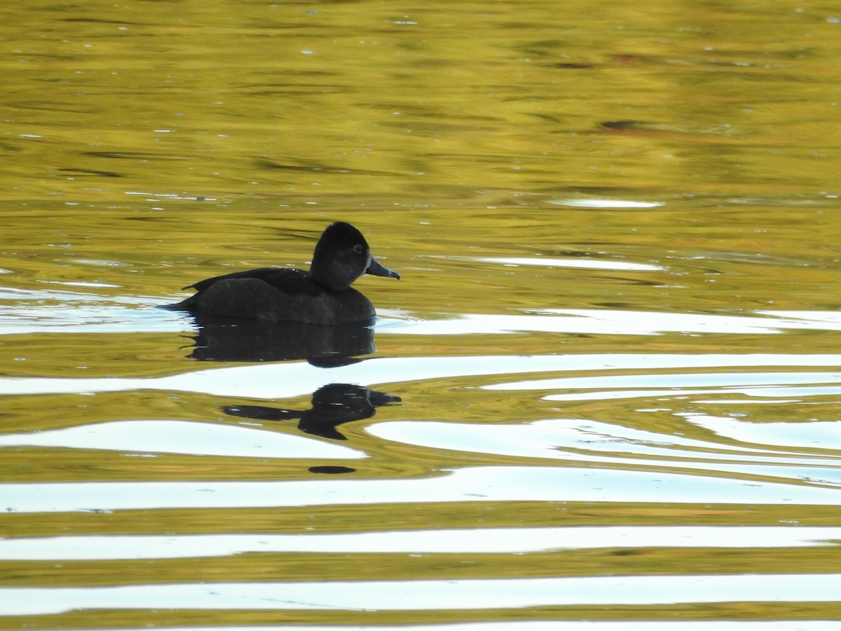 Ring-necked Duck - ML643667703