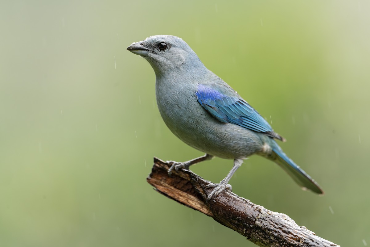 Azure-shouldered Tanager - ML643667719