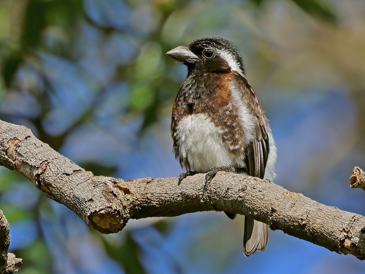 Белоухая либия - ML643667727