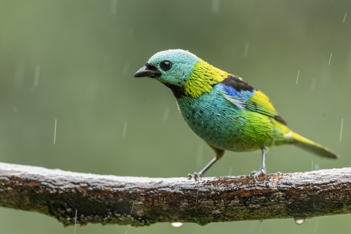 Green-headed Tanager - ML643667742