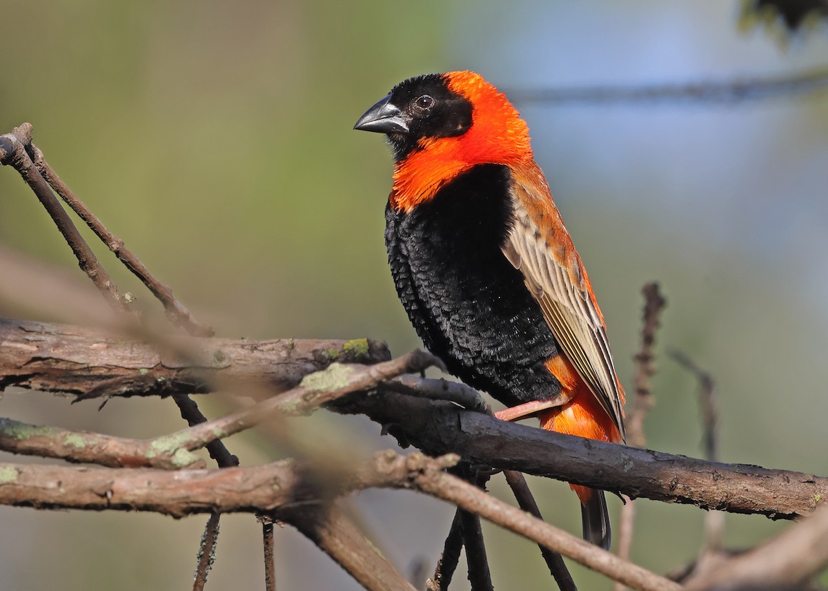Southern Red Bishop - ML643667746