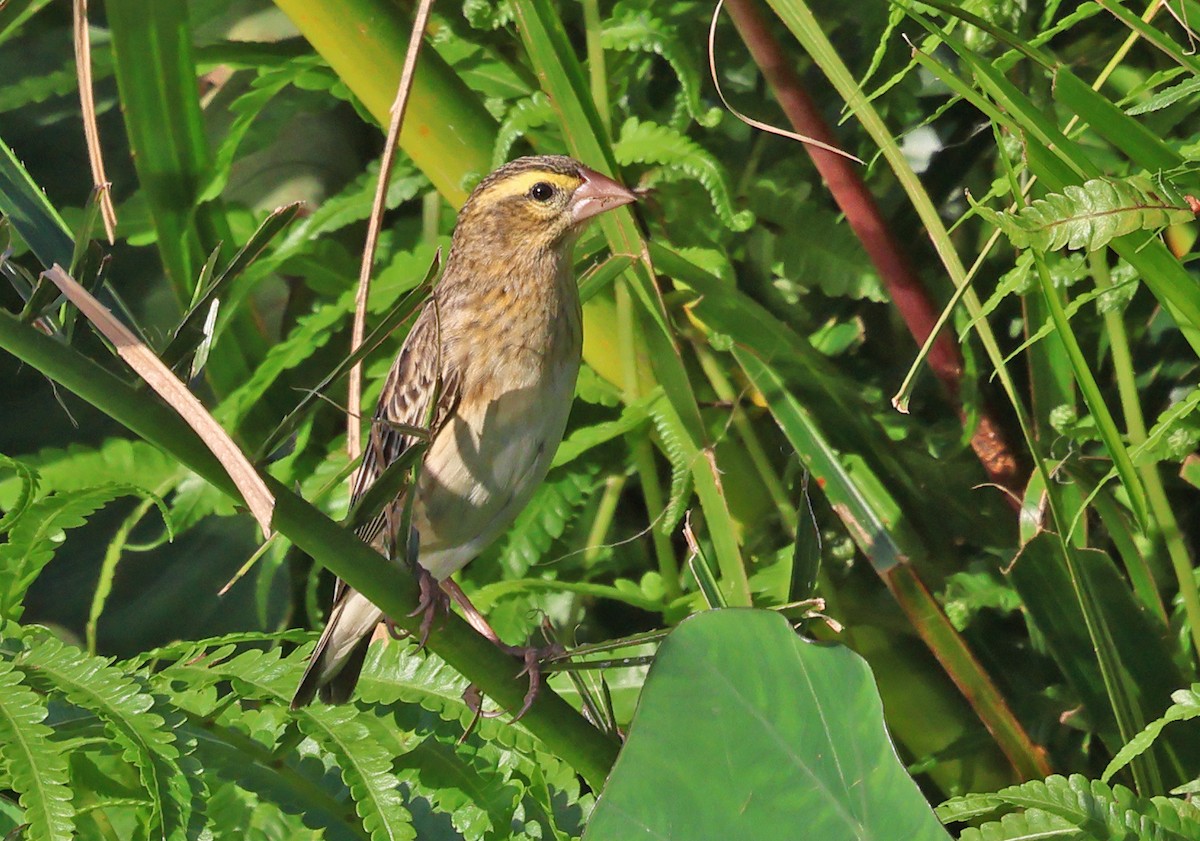 Southern Red Bishop - ML643667751