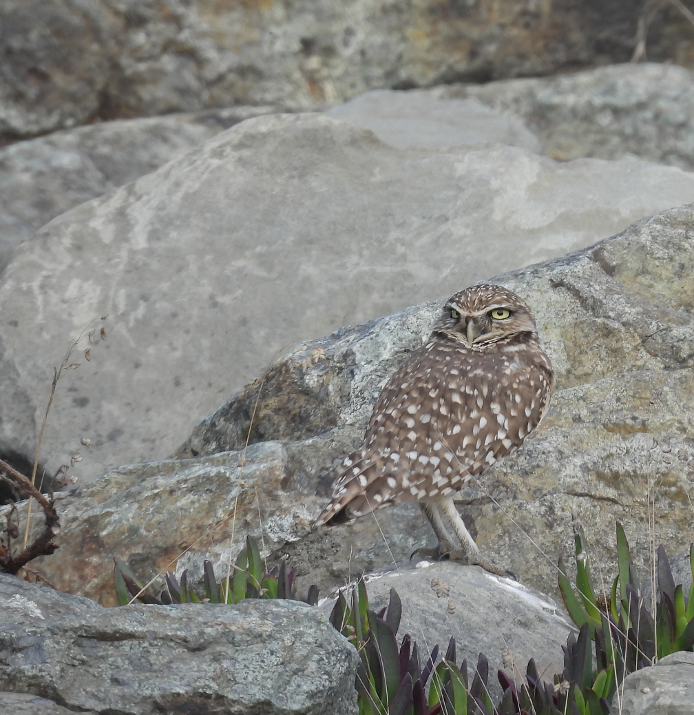 アナホリフクロウ - ML643667753