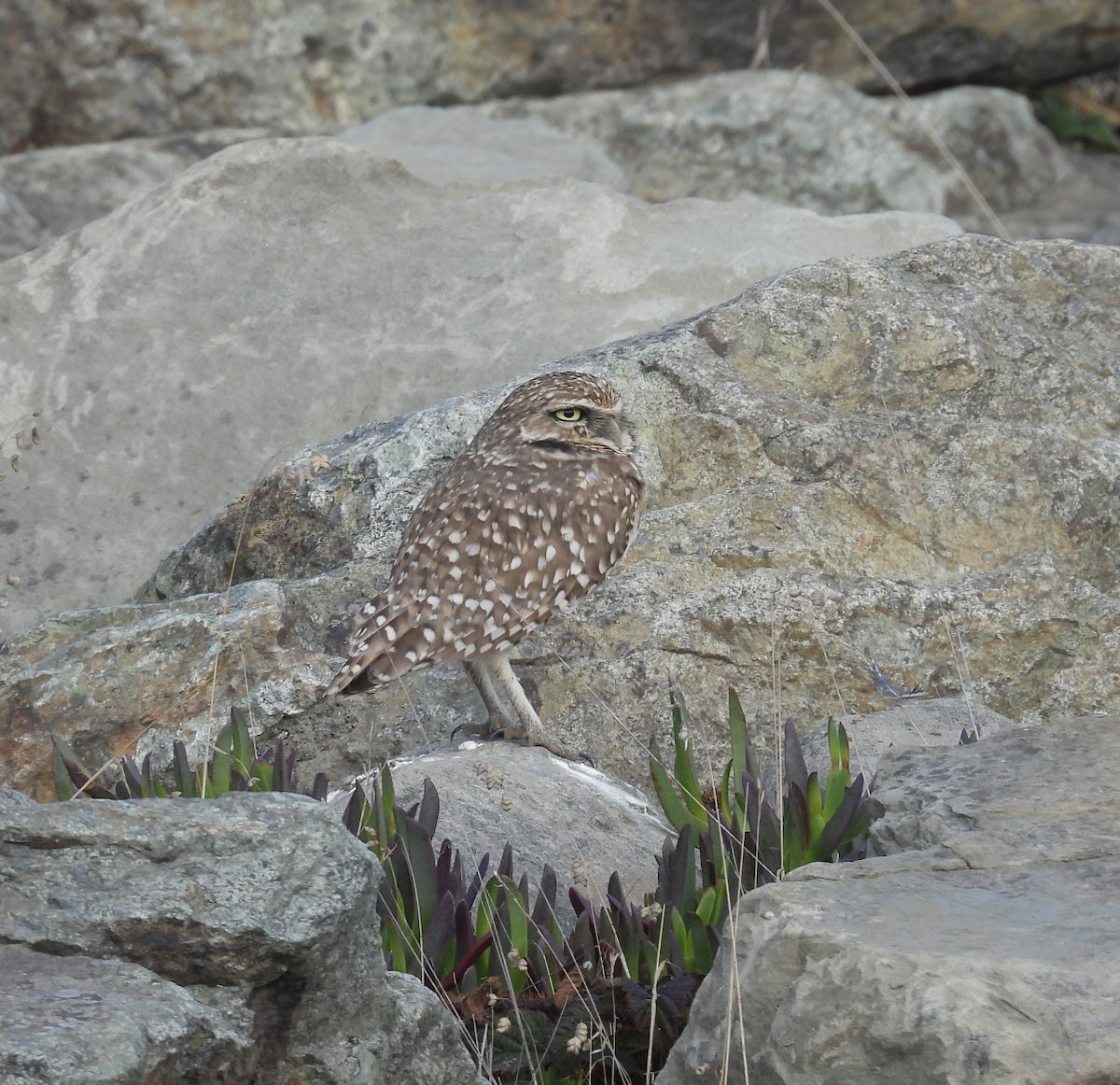 アナホリフクロウ - ML643667754