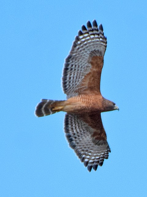 Rotschulterbussard - ML643667768