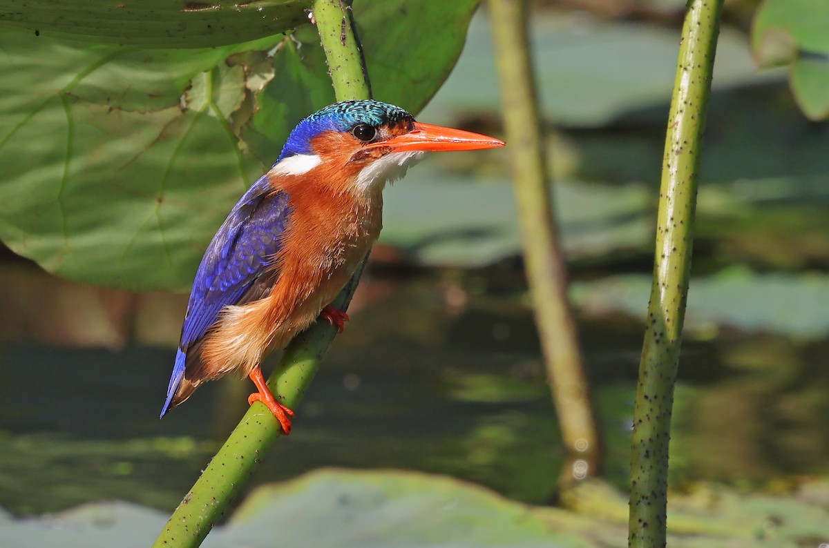 Malachite Kingfisher - ML643667769