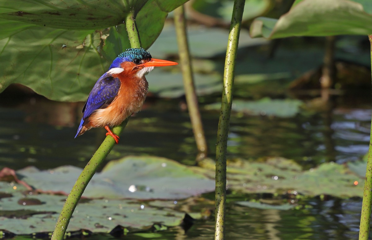 Malachite Kingfisher - ML643667775