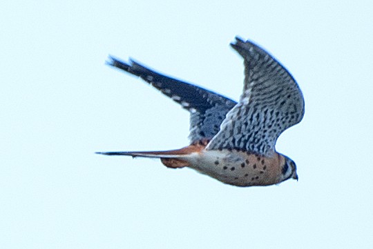 Buntfalke - ML643667779